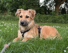 DIEGO, Hund, Mischlingshund in Hannover - Bild 11
