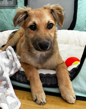 DIEGO, Hund, Mischlingshund in Hannover - Bild 12