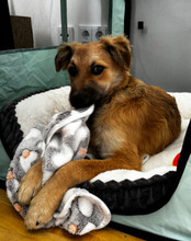 DIEGO, Hund, Mischlingshund in Hannover - Bild 13