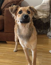 DIEGO, Hund, Mischlingshund in Hannover - Bild 2