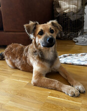 DIEGO, Hund, Mischlingshund in Hannover - Bild 3