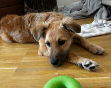 DIEGO, Hund, Mischlingshund in Hannover - Bild 4