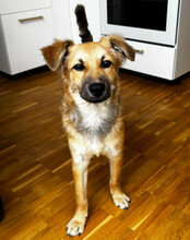 DIEGO, Hund, Mischlingshund in Hannover - Bild 5