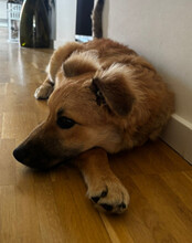 DIEGO, Hund, Mischlingshund in Hannover - Bild 6