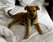DIEGO, Hund, Mischlingshund in Hannover - Bild 7
