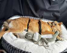 DIEGO, Hund, Mischlingshund in Hannover - Bild 8