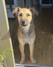 DIEGO, Hund, Mischlingshund in Hannover - Bild 9