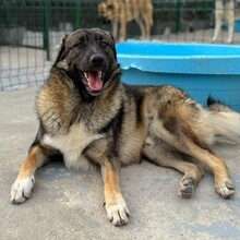 NEIL, Hund, Mischlingshund in Rumänien - Bild 10