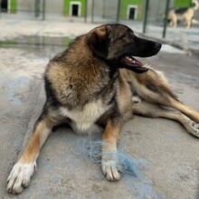NEIL, Hund, Mischlingshund in Rumänien - Bild 11