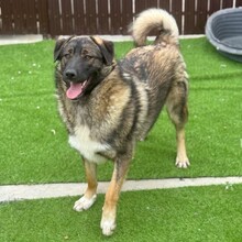 NEIL, Hund, Mischlingshund in Rumänien - Bild 16