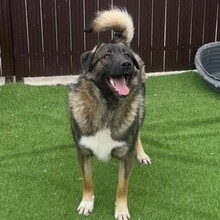 NEIL, Hund, Mischlingshund in Rumänien - Bild 17