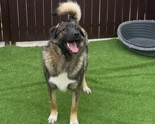 NEIL, Hund, Mischlingshund in Rumänien - Bild 18