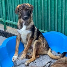 NEIL, Hund, Mischlingshund in Rumänien - Bild 19