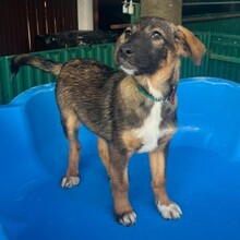 NEIL, Hund, Mischlingshund in Rumänien - Bild 4
