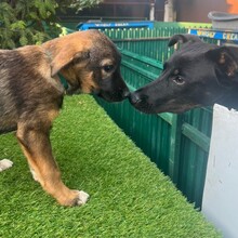 NEIL, Hund, Mischlingshund in Rumänien - Bild 5