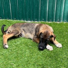 NEIL, Hund, Mischlingshund in Rumänien - Bild 6