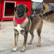 NEIL, Hund, Mischlingshund in Rumänien - Bild 7
