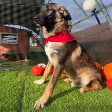 NEIL, Hund, Mischlingshund in Rumänien - Bild 9