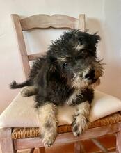 MICKEY, Hund, Mischlingshund in Gießen - Bild 1