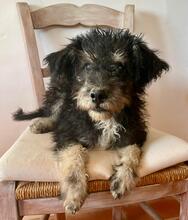 MICKEY, Hund, Mischlingshund in Gießen - Bild 2