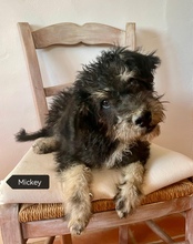 MICKEY, Hund, Mischlingshund in Gießen - Bild 3