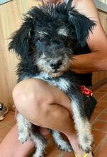MICKEY, Hund, Mischlingshund in Gießen - Bild 4