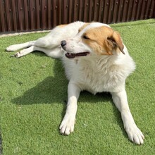 NIKE, Hund, Mischlingshund in Rumänien - Bild 11