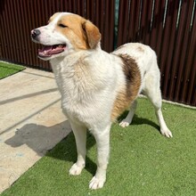 NIKE, Hund, Mischlingshund in Rumänien - Bild 12