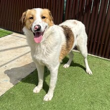 NIKE, Hund, Mischlingshund in Rumänien - Bild 13