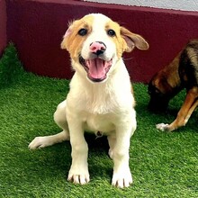 NIKE, Hund, Mischlingshund in Rumänien - Bild 2