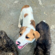 NIKE, Hund, Mischlingshund in Rumänien - Bild 3