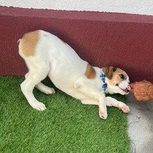 NIKE, Hund, Mischlingshund in Rumänien - Bild 4