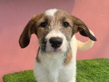 FIJELA, Hund, Mischlingshund in Rumänien - Bild 1