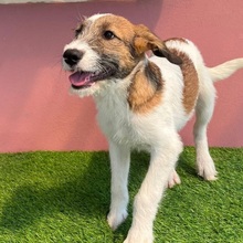 FIJELA, Hund, Mischlingshund in Rumänien - Bild 2
