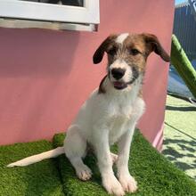 FIJELA, Hund, Mischlingshund in Rumänien - Bild 5
