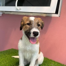 FIJELA, Hund, Mischlingshund in Rumänien - Bild 7