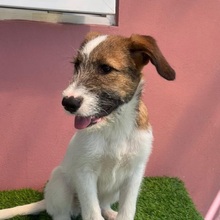 FIJELA, Hund, Mischlingshund in Rumänien - Bild 8