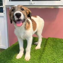 FIJELA, Hund, Mischlingshund in Rumänien - Bild 9