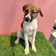 FILJA, Hund, Mischlingshund in Rumänien - Bild 1
