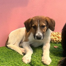FILJA, Hund, Mischlingshund in Rumänien - Bild 3