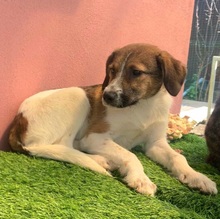 FILJA, Hund, Mischlingshund in Rumänien - Bild 4