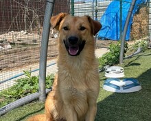 LEO, Hund, Mischlingshund in Rumänien - Bild 1