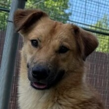 LEO, Hund, Mischlingshund in Rumänien - Bild 10