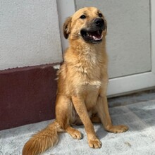 LEO, Hund, Mischlingshund in Rumänien - Bild 11