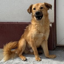 LEO, Hund, Mischlingshund in Rumänien - Bild 12