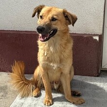 LEO, Hund, Mischlingshund in Rumänien - Bild 13