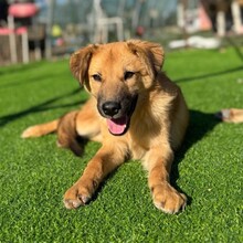 LEO, Hund, Mischlingshund in Rumänien - Bild 2