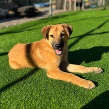 LEO, Hund, Mischlingshund in Rumänien - Bild 3