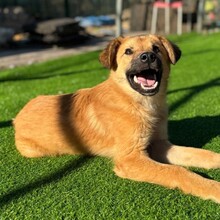 LEO, Hund, Mischlingshund in Rumänien - Bild 4