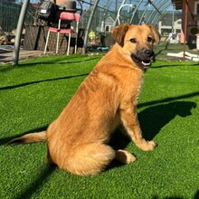 LEO, Hund, Mischlingshund in Rumänien - Bild 5